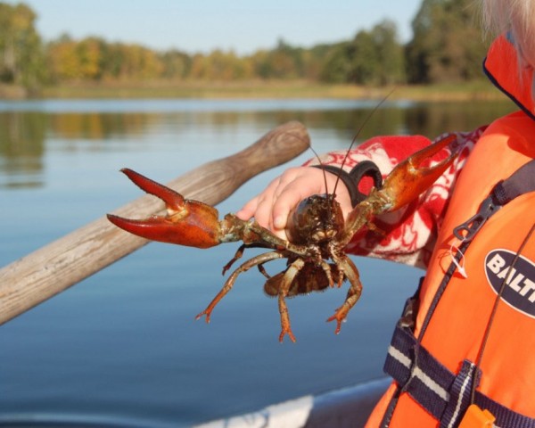 Kräftmjärdar och tillbehör i lager!