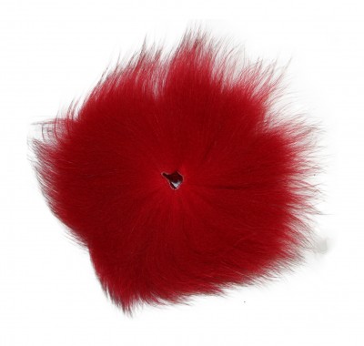 Arctic fox red